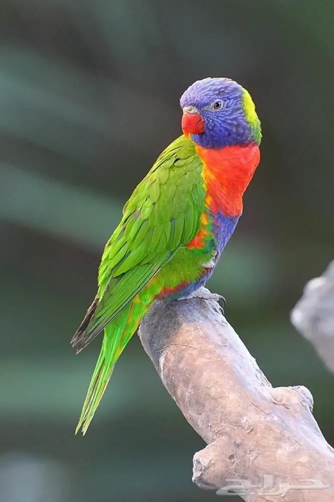 عندي لوري مفقود 0