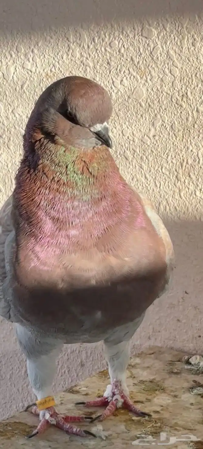 حمام نجران 3