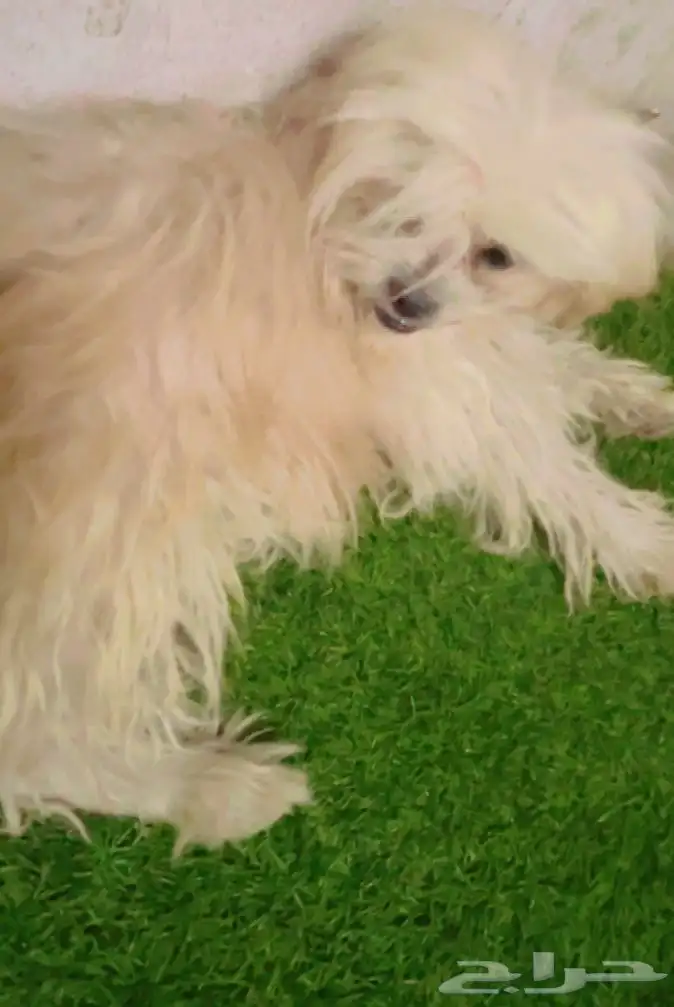 كلب منزلي اليف 0