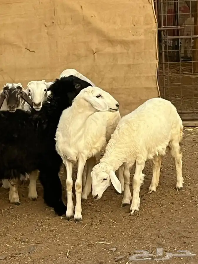 رخال للبيع 0