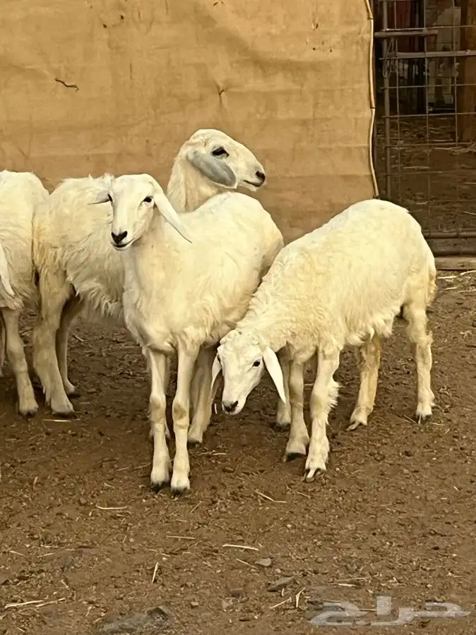 رخال للبيع 4