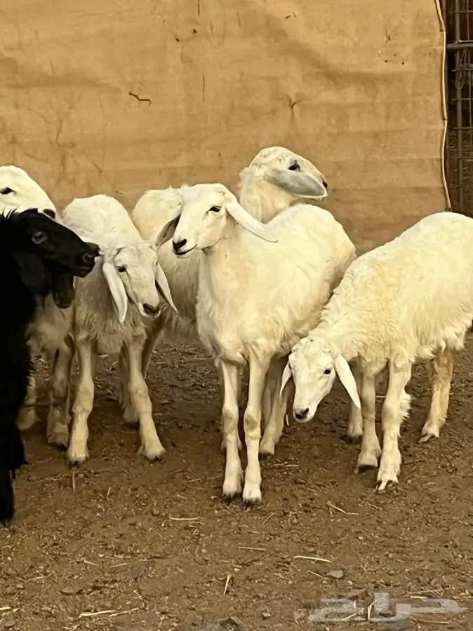 رخال للبيع 3