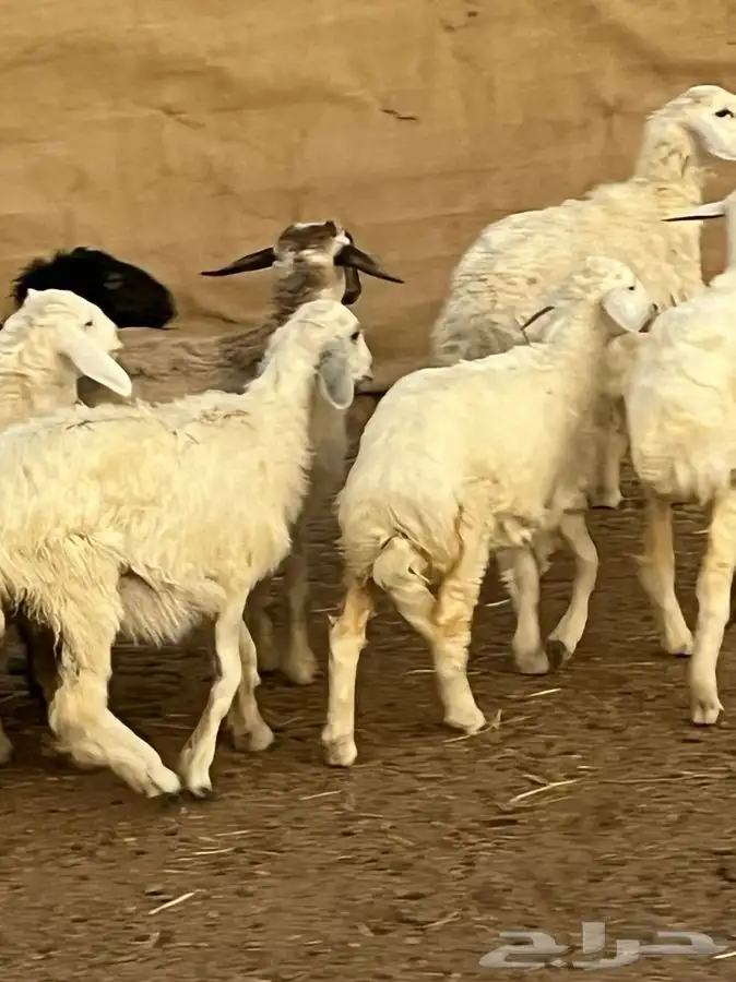 رخال للبيع 6