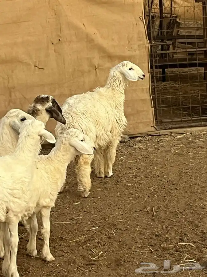 رخال للبيع 8