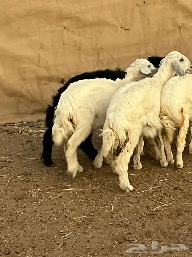 رخال للبيع 5