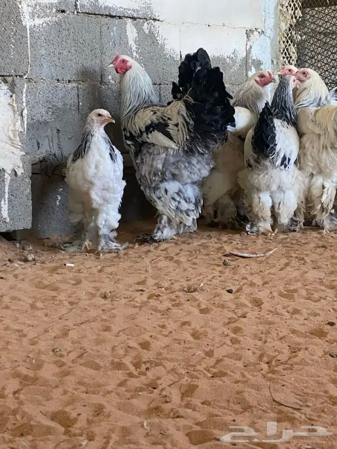 دجاج براهما كولمبي 0