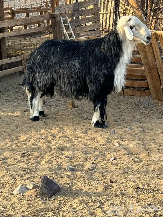 طلي فحل نجدي العمرر سديس الواقع افضل من التصوير 2