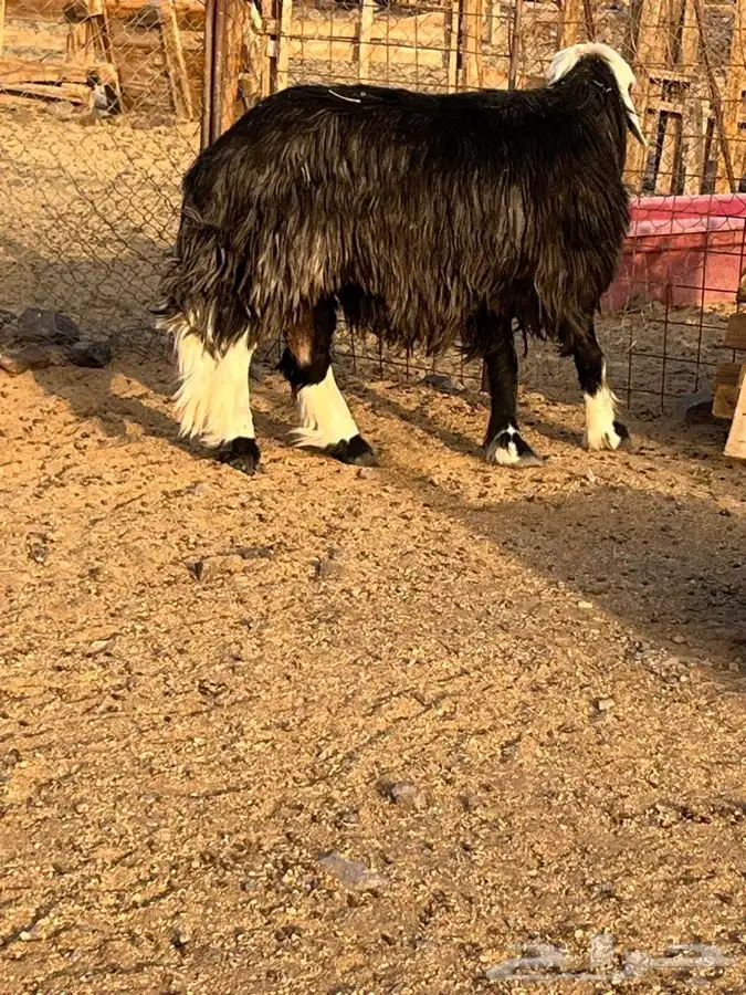 طلي فحل نجدي العمرر سديس الواقع افضل من التصوير 1