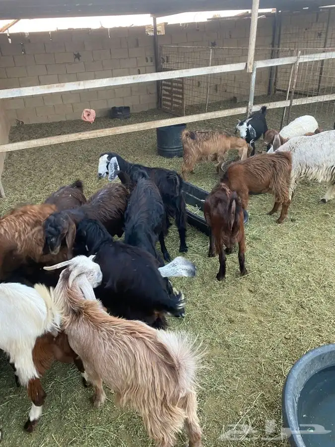 بير بن هرماس 3