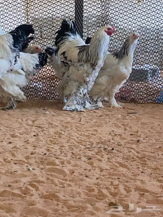 دجاج براهما كولمبي 1