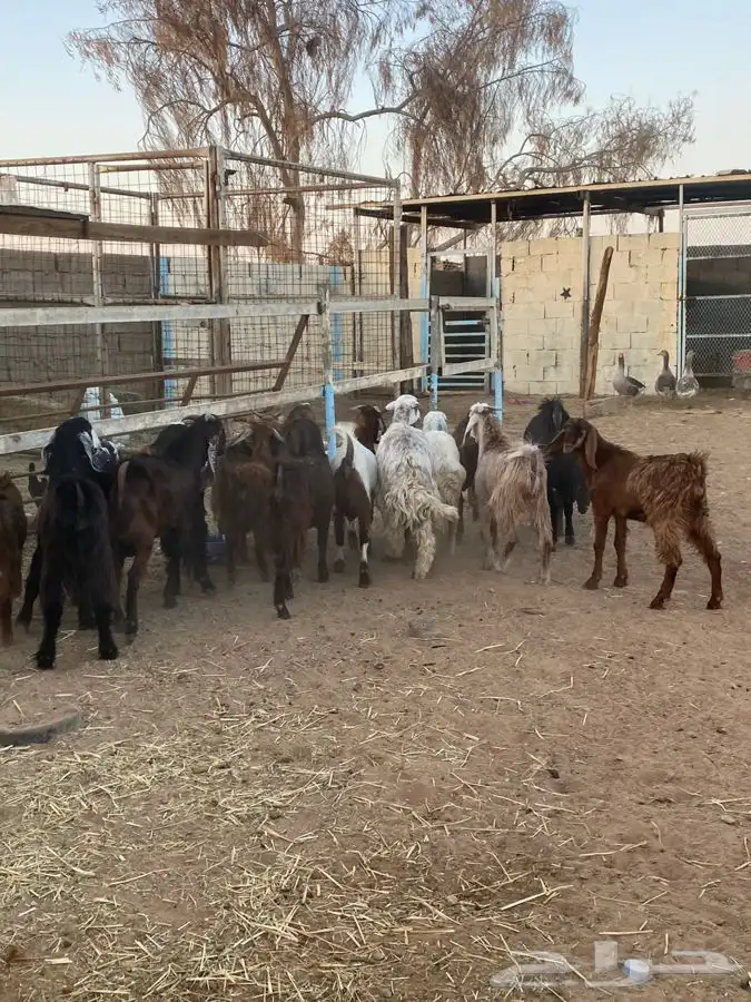 بير بن هرماس 1