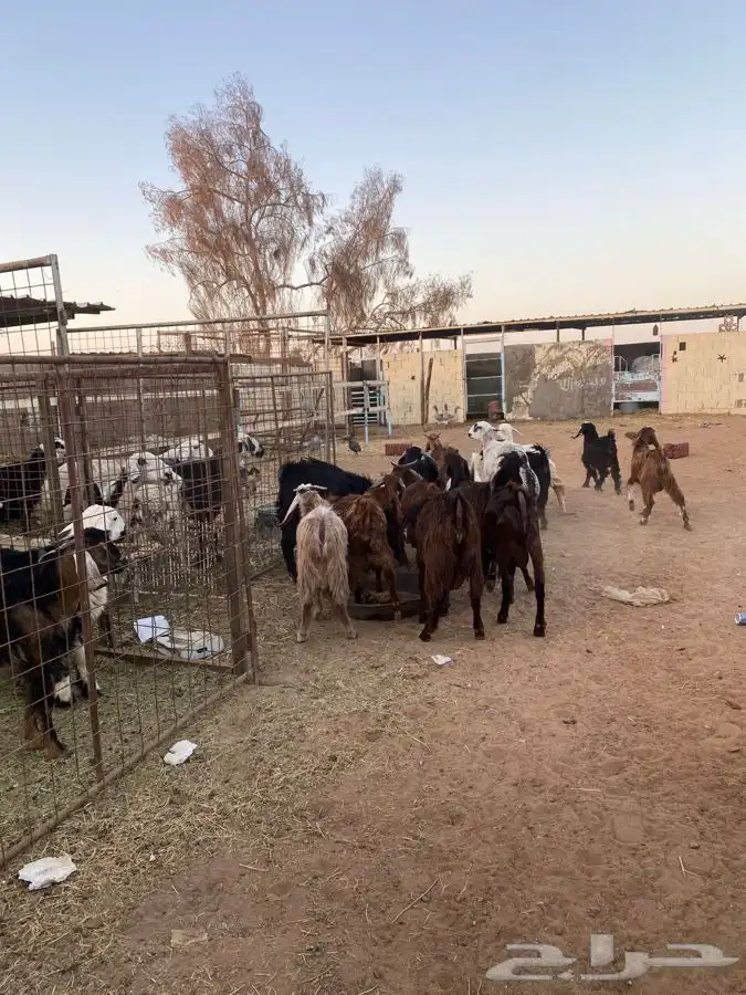 بير بن هرماس 0