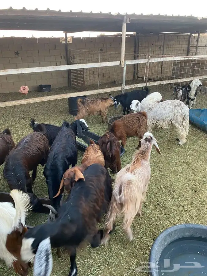 بير بن هرماس 2