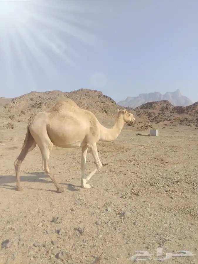 انياق متالي 1