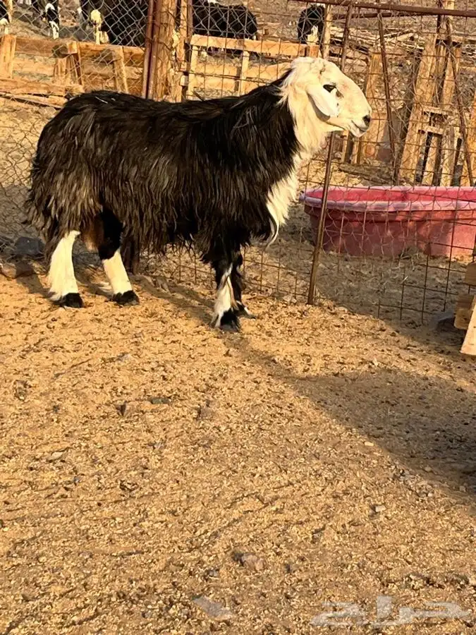 طلي فحل نجدي العمرر سديس الواقع افضل من التصوير 0