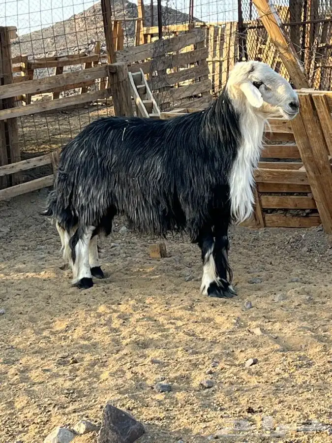 طلي فحل نجدي العمرر سديس الواقع افضل من التصوير 3