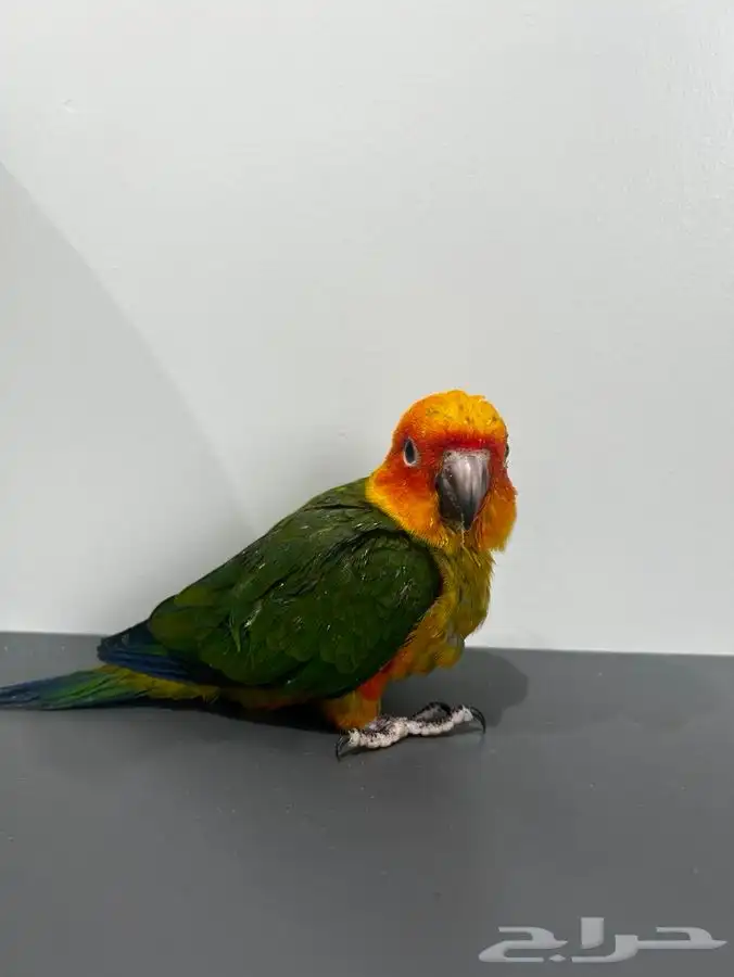 فرخ صن كنيور 0