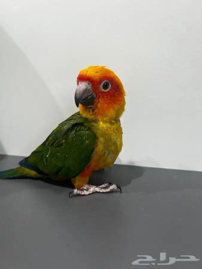 فرخ صن كنيور 2