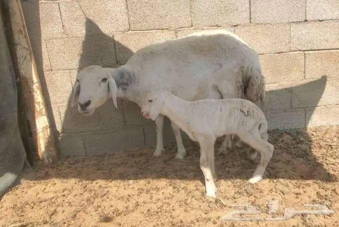 نعجة حرية صنف تحتها رخلة فاخرة 2