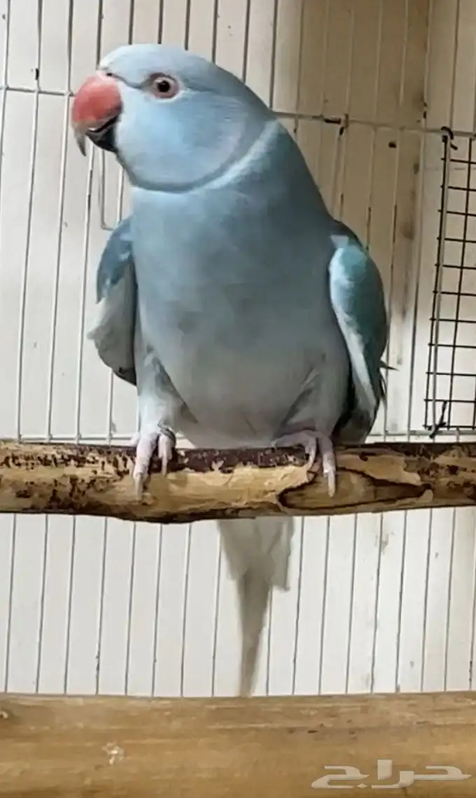 للبيع زوج دره كلير تيل بلو وايت هيد 4