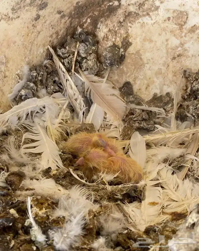 تم البيع الله يبارك له 1