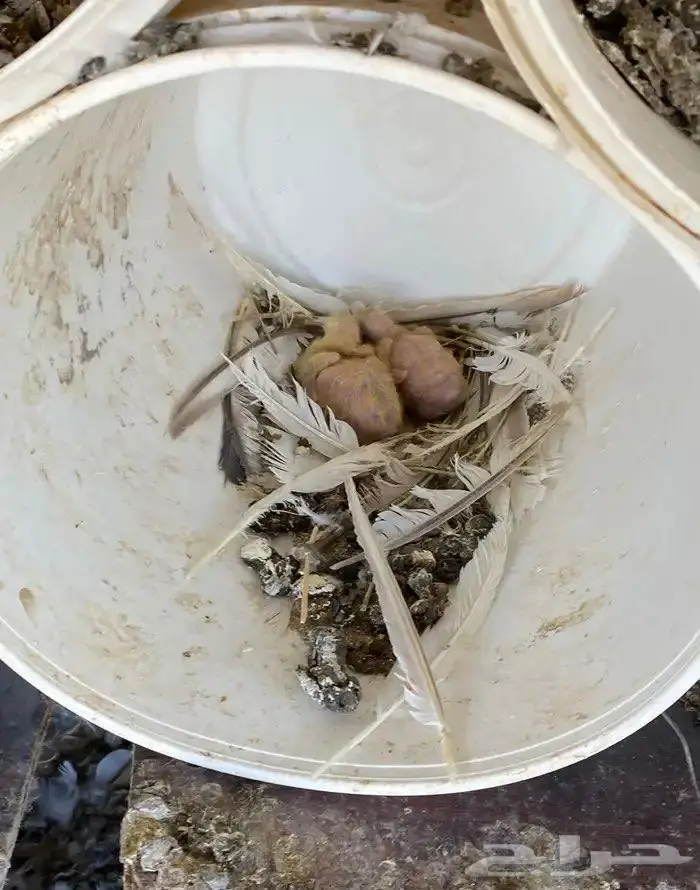 تم البيع الله يبارك له 0