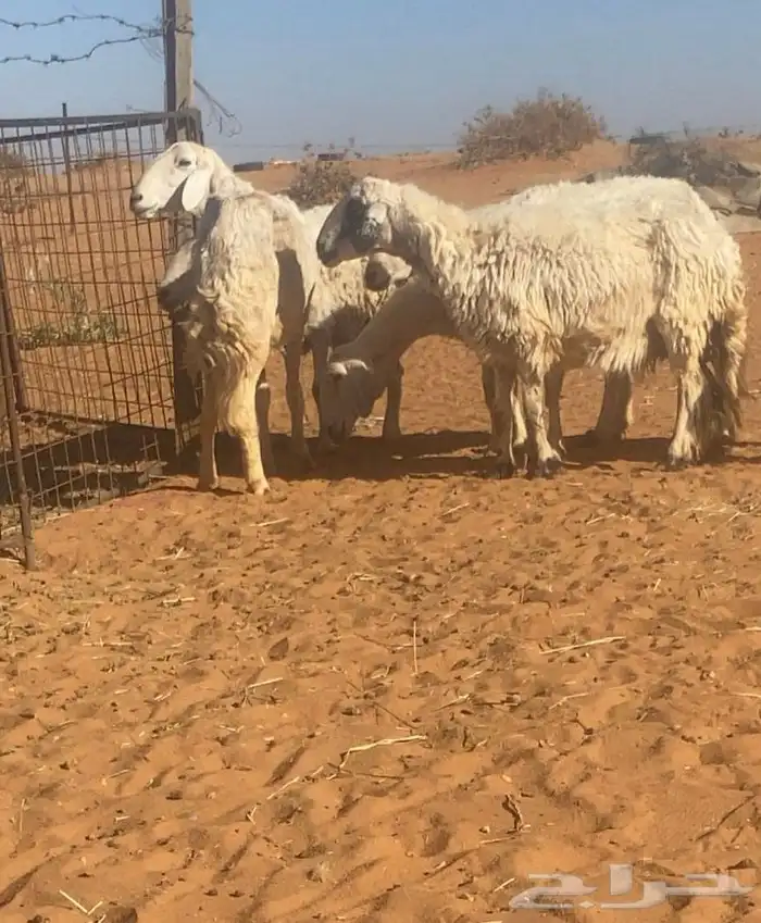 غنم حريات عددها 7 فيها 3 دفيعها باين اسننها سديس وتامه شبب 2