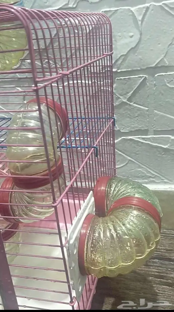 مكة المكرمة... البحيرات 2