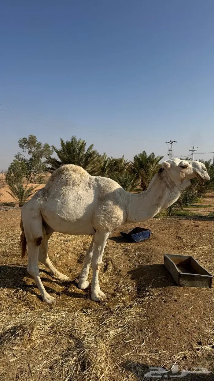 جمل 1