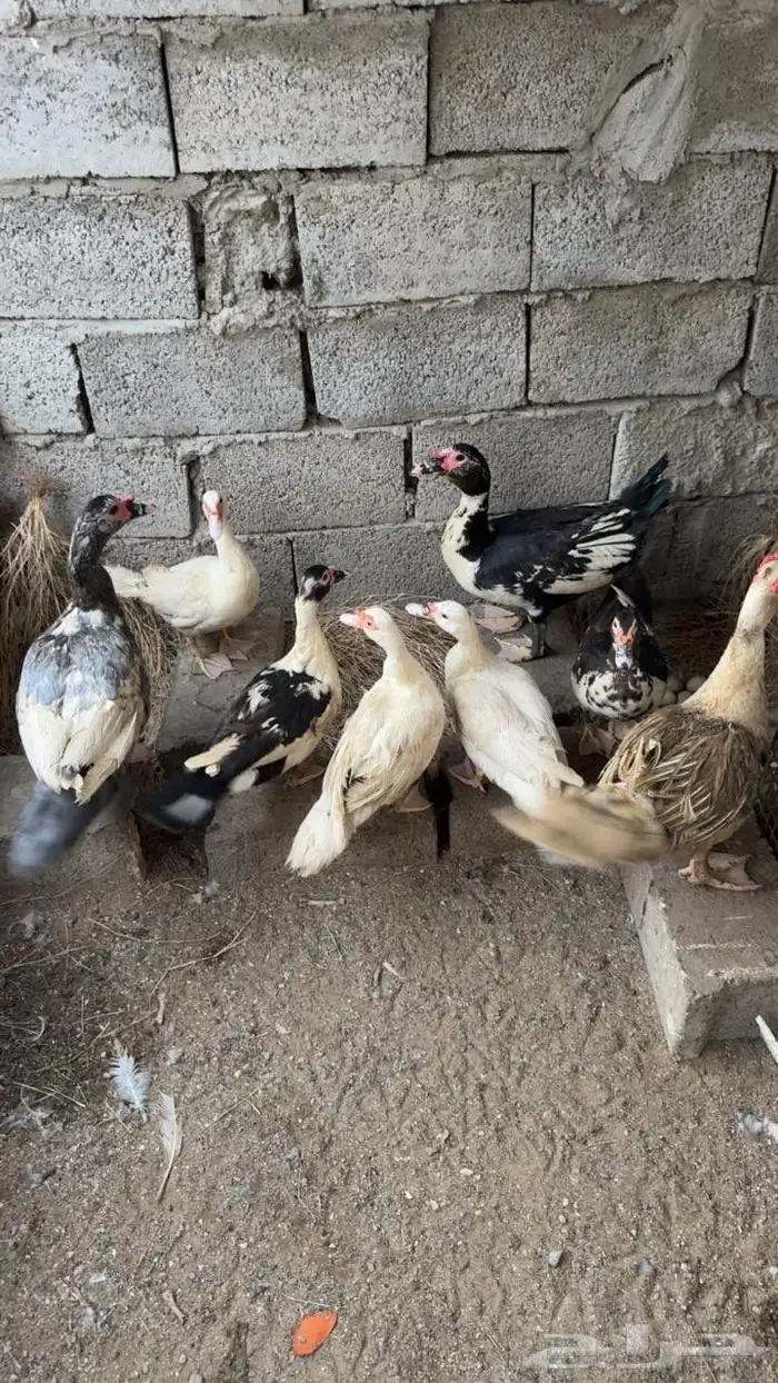 بط عدد 10 للبيع أو البدل في دجاج وديكه 3