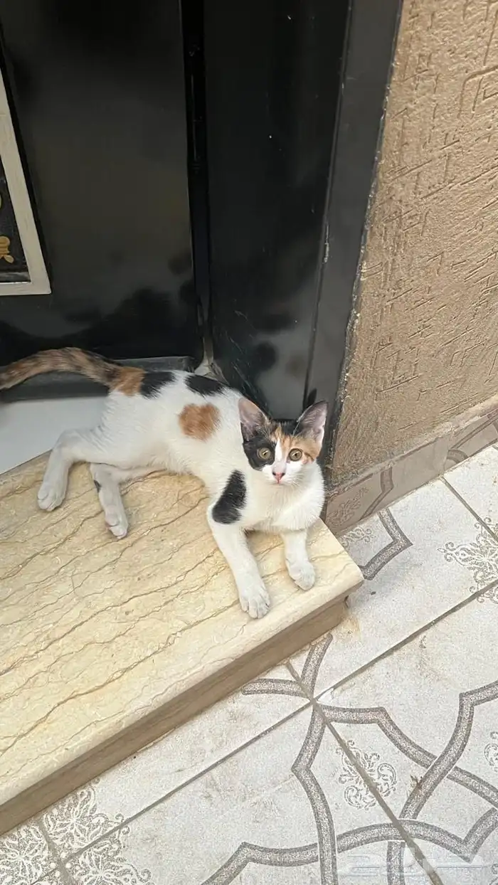 قط ذكر وقطة أنثى للتبني 2