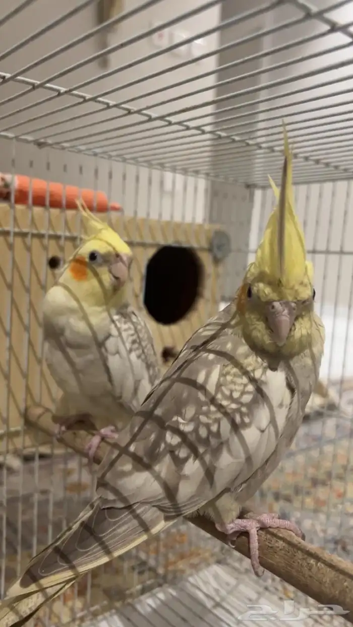 طيور كروان 0