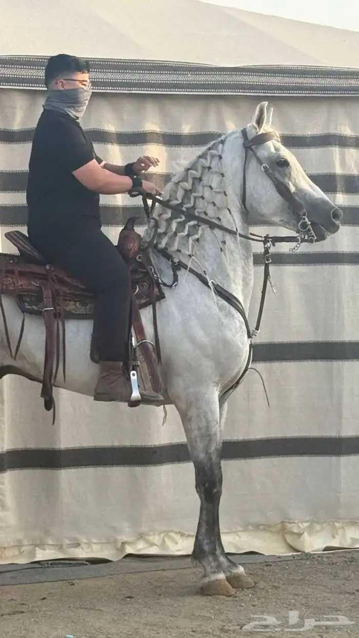 حصان فريزيان  مصري 2