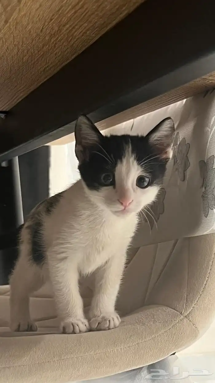 قط ذكر وقطة أنثى للتبني 5