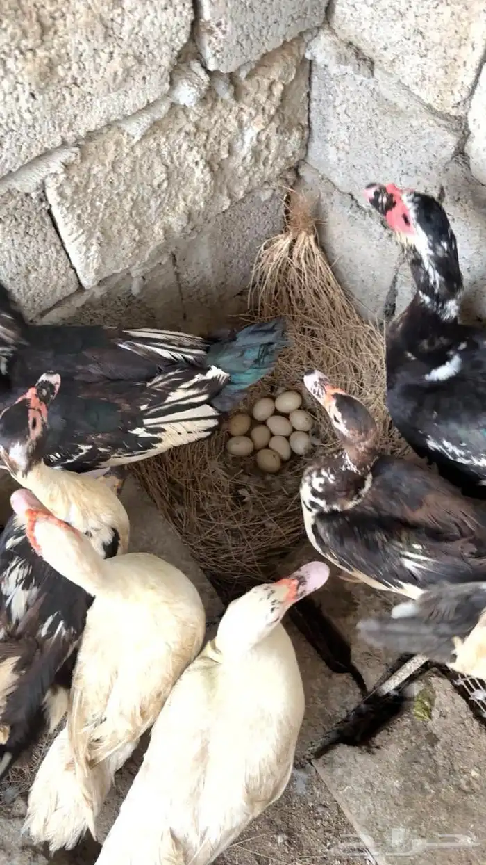 بط عدد 10 للبيع أو البدل في دجاج وديكه 0