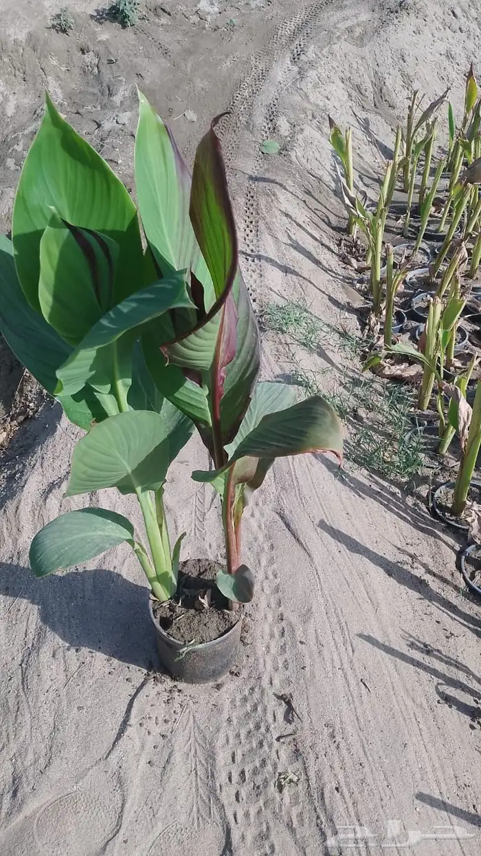 يتوفر شتلات بالجمله فقط 40