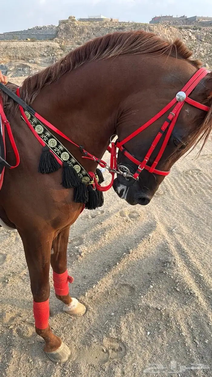 حصان عربي اوراق 0