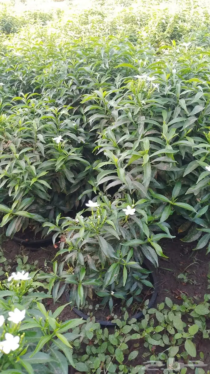 يتوفر شتلات بالجمله فقط 42