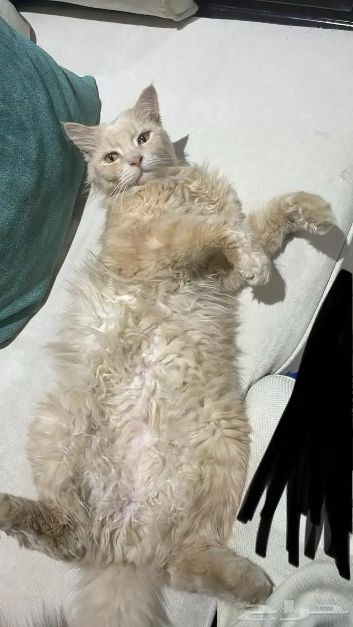 قط مفقود ضايع شيرازي لونه ذهبي حي النخيل الرياض 0