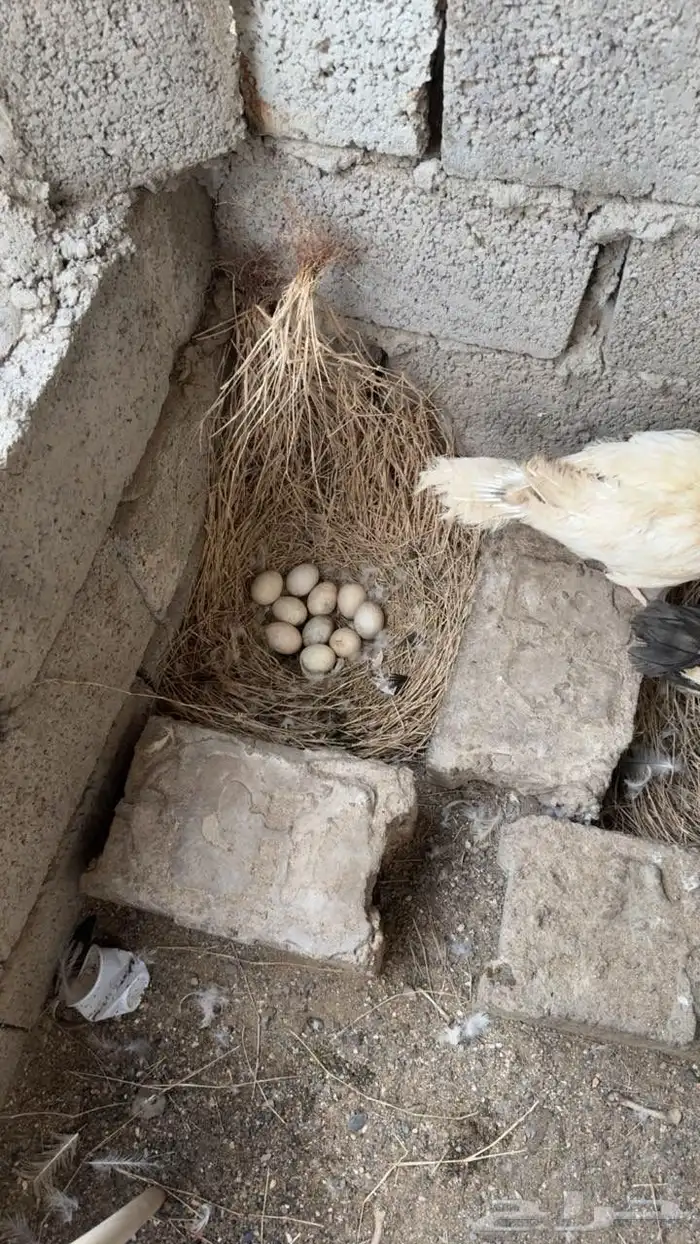 بط عدد 10 للبيع أو البدل في دجاج وديكه 2