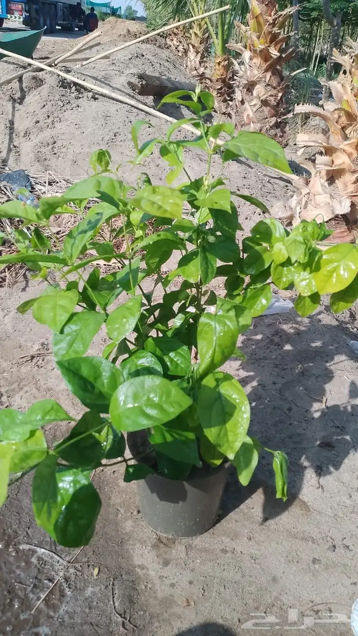 يتوفر شتلات بالجمله فقط 41