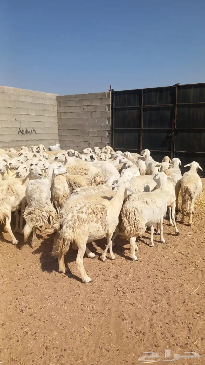 غنم ضان حريات العدد105 يوجد تفريد 1