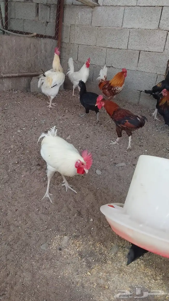 ديكه ( ديوك) 0