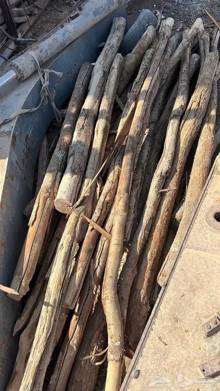 جذوع أثل قديم 0