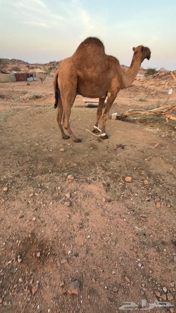الإبل للبيع 16