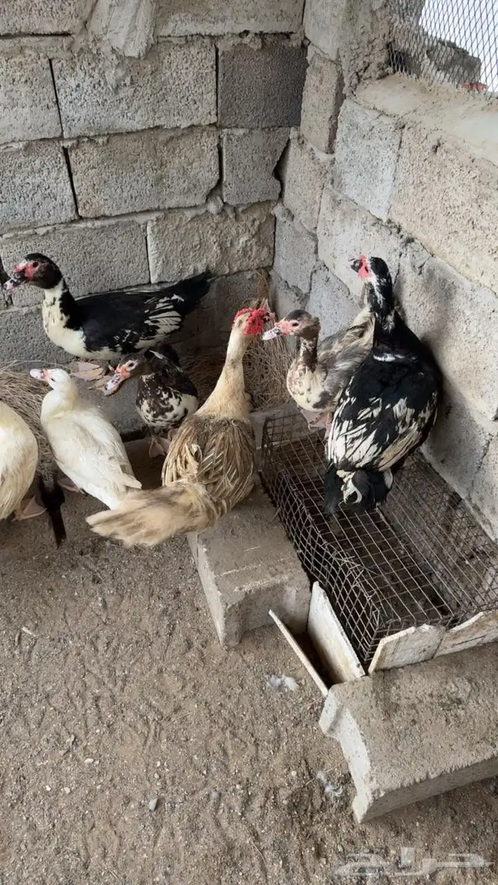 بط عدد 10 للبيع أو البدل في دجاج وديكه 1