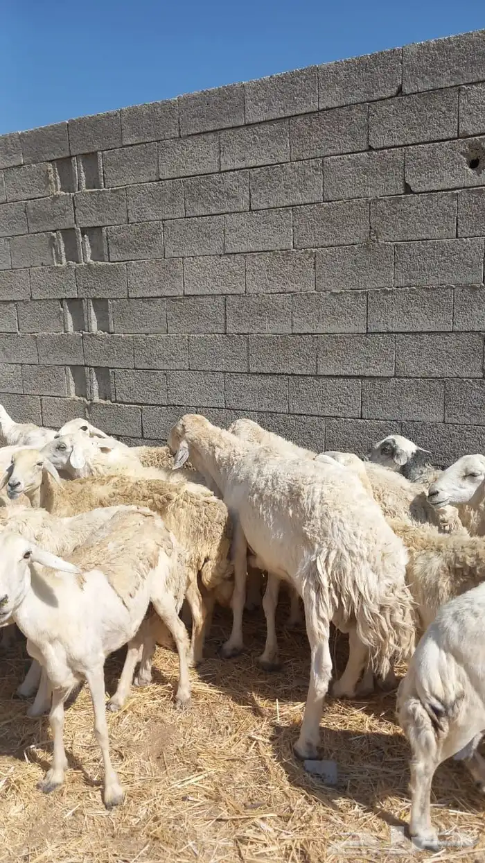 غنم ضان حريات العدد105 يوجد تفريد 0