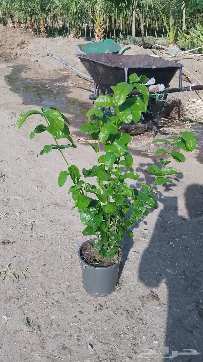 يتوفر شتلات بالجمله فقط 39