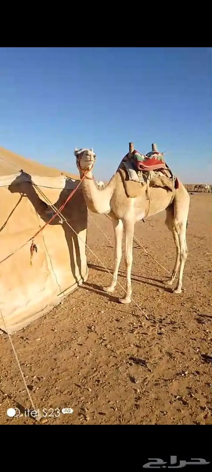 قعود هجن سنه رباع طوع للي يبي رحول ولا قليصه 2