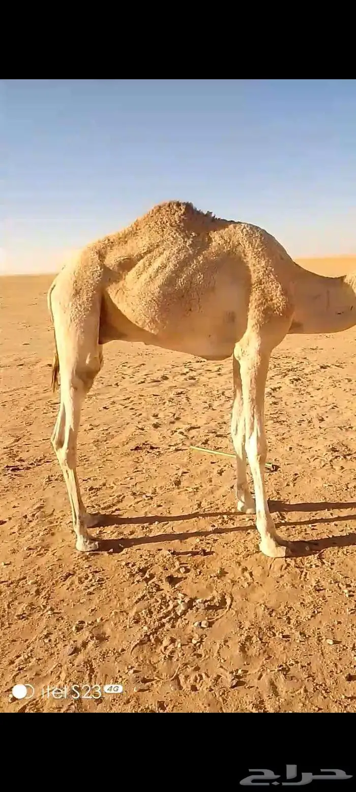 قعود هجن سنه رباع طوع للي يبي رحول ولا قليصه 4